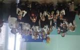 IMG_20250314_114210